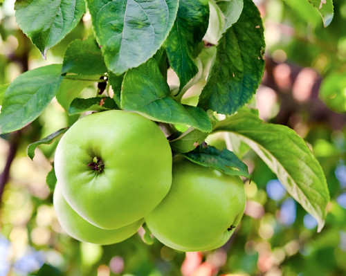 Apple Greensleeves Fruit Tree 6ft Tall Supplied in a 12 Litre Pot by Directplants