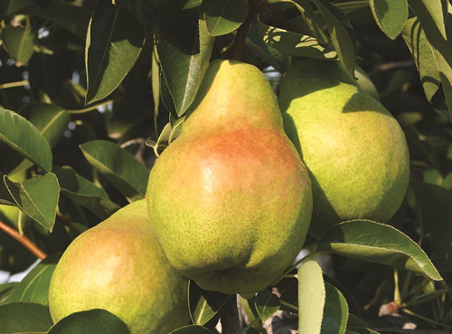 Pear Williams Bon Chretien Fruit Tree 6ft Tall Supplied in a 12 Litre Pot by Directplants