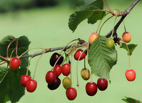 Cherry Morello Fruit Tree 6ft Tall Supplied in a 12 Litre Pot by Directplants