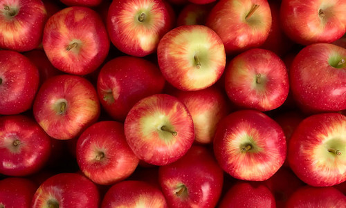 Apple Pixie Fruit Tree 6ft Tall Supplied in a 12 Litre Pot by Directplants