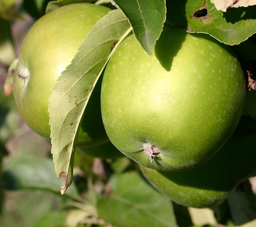 Apple Granny Smith Fruit Tree 6ft Tall Supplied in a 12 Litre Pot by Directplants