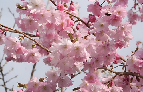 Prunus Accolade Fragrant Japanese Cherry Tree 6ft Tall Supplied in a 12 Litre Pot by Directplants