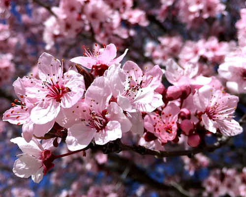 Prunus Cerasifera Nigra Tree 6ft Tall Supplied in a 12 Litre Pot by Directplants