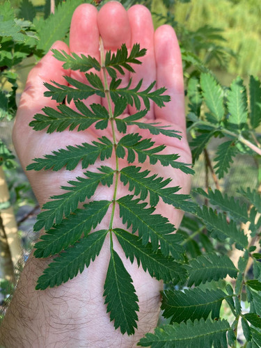 Sorbus Acuparia Asplenifolia Tree 6ft Tall Supplied in a 12 Litre Pot by Directplants