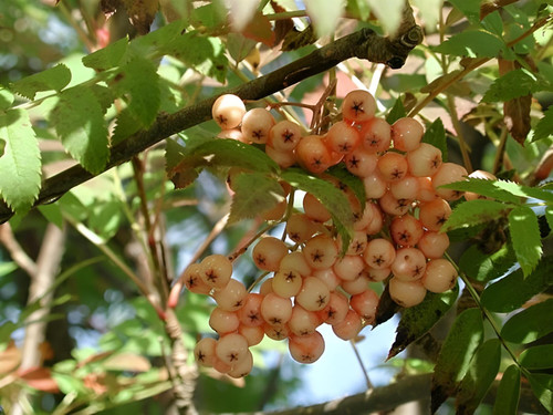 Sorbus Apricot Queen Tree 6ft Tall Supplied in a 12 Litre Pot by Directplants