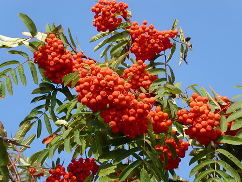 Sorbus Cardinal Royal Mountain Ash Tree 6ft Tall Supplied in a 12 Litre Pot by Directplants