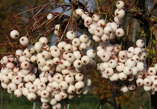 Sorbus Cashmeriana Mountain Ash Tree 6ft Tall Supplied in a 12 Litre Pot by Directplants