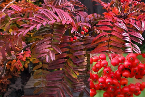 Sorbus Commixta Embley Mountain Ash Tree 6ft Tall Supplied in a 12 Litre Pot by Directplants
