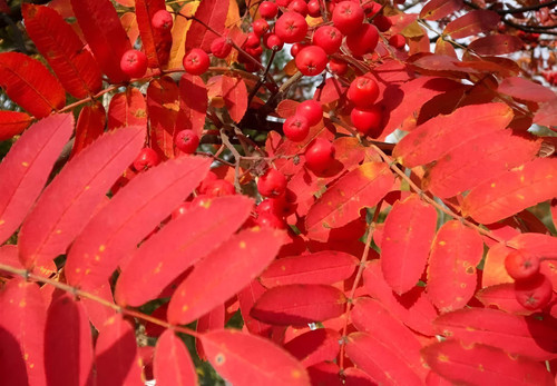 Sorbus Copper Kettle Mountain ash Tree 6ft Tall Supplied in a 12 Litre Pot by Directplants