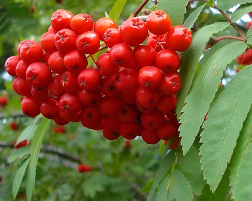 Sorbus Fingerprint Mountain Ash Tree 6ft Tall Supplied in a 12 Litre Pot by Directplants