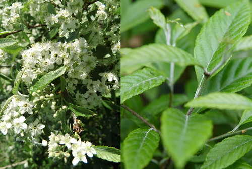 Sorbus Folgneri Emiel Tree 6ft Tall Supplied in a 12 Litre Pot by Directplants