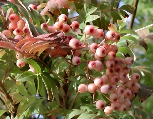 Sorbus Pink Pagoda Mountain Ash Tree 6ft Tall Supplied in a 12 Litre Pot by Directplants