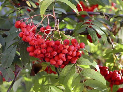 Sorbus Sheerwater Seedling Mountain Ash Tree 6ft Tall Supplied in a 12 Litre Pot by Directplants