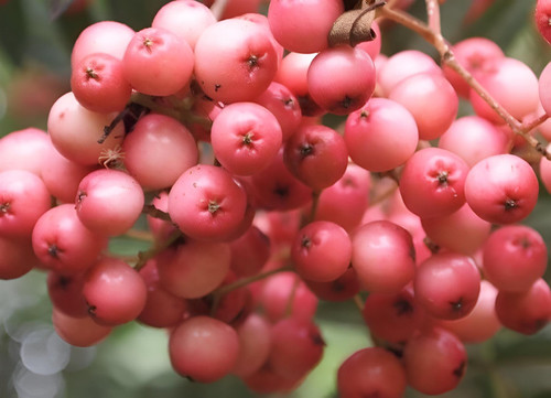 Sorbus Vilmorinii Mountain Ash Tree 6ft Tall Supplied in a 12 Litre Pot by Directplants