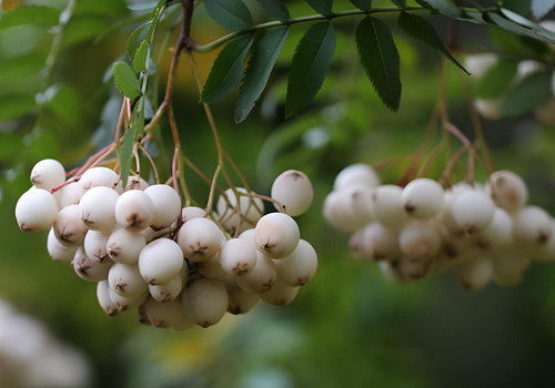 Sorbus White Wax Tree 6ft Tall Supplied in a 12 Litre Pot by Directplants
