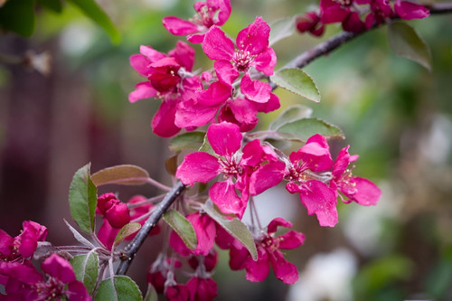 Malus Crimson Cascade Weeping Purple Crab Apple Tree 6ft Tall Supplied in a 12 Litre Pot by Directplants
