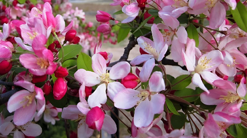 Malus Pink Perfection Crab Apple Tree 6ft Tall Supplied in a 12 Litre Pot by Directplants