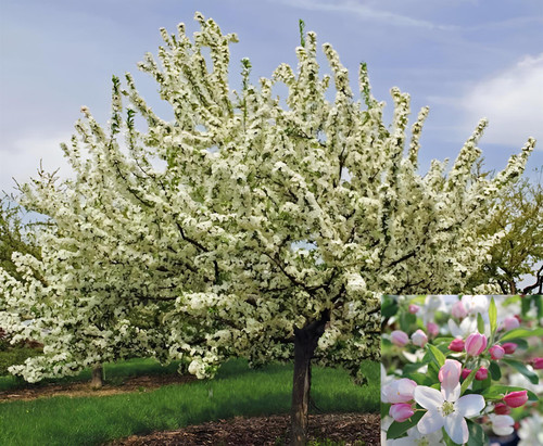 Malus Sugar Tyme Tree 6ft Tall Supplied in a 12 Litre Pot by Directplants