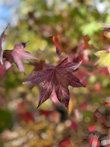Liquidambar Stryrac. Worplesdon Sweet Gum Tree 6ft Tall Supplied in a 12 Litre Pot by Directplants