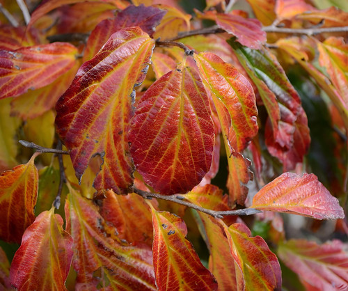 Parrotia Persica Vanessa Tree 6ft Tall Supplied in a 12 Litre Pot by Directplants