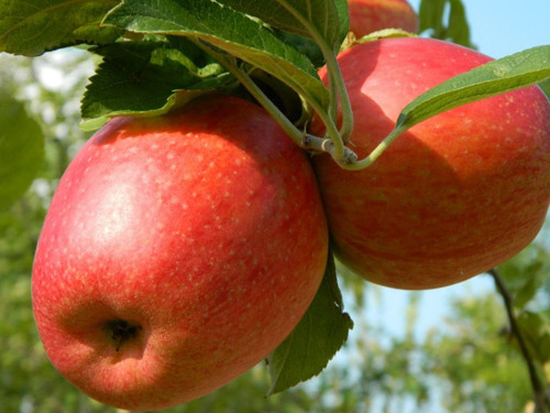 Dwarf Patio Braeburn Apple Tree 3-4ft Supplied in a 5 Litre Pot