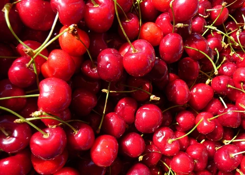 Stella Cherry Dwarf Patio Fruit Tree 3-4ft | Miniature Top Grafted Sweet Cherry | 5L Pot By Direct Plants