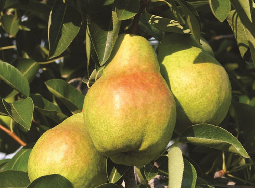 Pyrus Williams Pear Fruit Tree 6ft Tall Supplied in a 7.5 Litre Pot