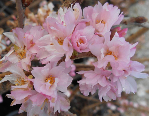 Prunus Autumnalis Rosea Flowering Cherry Tree 5-6ft Supplied in a 7.5 Litre Pot