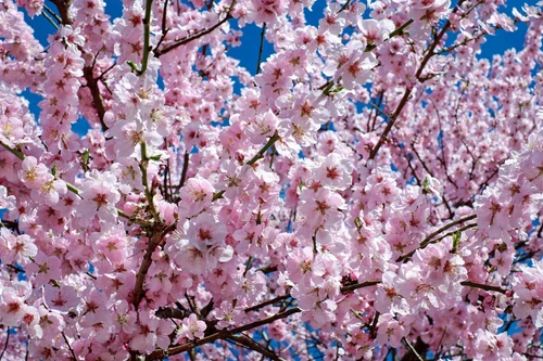 Prunus Beni Yutaka Japanese Cherry Blossom 5-6ft XL Double Pink Flowering Tree 7.5L Pot By Direct Plants