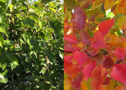 Pyrus Chanticleer Ornamental Pear Tree 5-6ft Supplied in a 7.5 Litre Pot