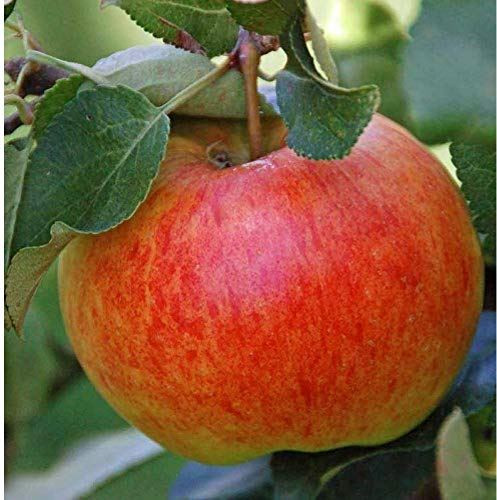 Apple James Grieves Large Fruit Tree 6ft Supplied in Pot By Direct Plants