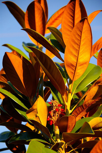 Magnolia Grandiflora Evergreen Magnolia Tree Large 4ft Tall in a 3 Litre Pot