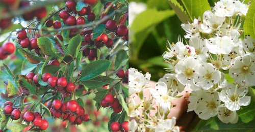 Crataegus Prunifolia Broad Leaved Cockspur Thorn Tree 6ft Supplied in a 7.5 Litre Pot