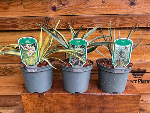 3 Mixed Hardy Yucca Trees in 2/3 Litre Pots By Direct Plants