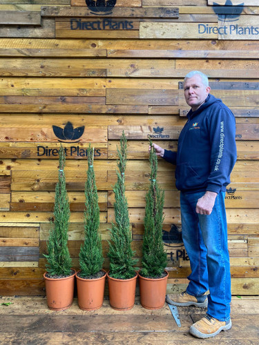 2x Matching Pair Italian Cypress Trees Cupressus Sempervirens 4ft Tall Large Supplied in 10 Litre Pots