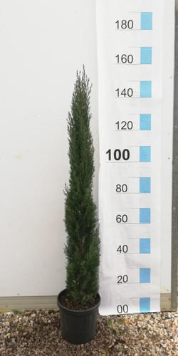 Italian Cypress Tree Cupressus Sempervirens 3.5-4ft Tall Supplied in a 10 Litre Pot