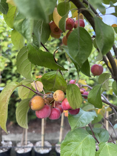 Malus Everest Crab Apple Tree 5-6ft in a 7.5 Litre Pot By Direct Plants