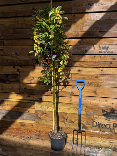 Malus Golden Hornet Crab Apple 5-6ft XL Golden Yellow Fruit Ornamental Tree 7.5L Pot By Direct Plants