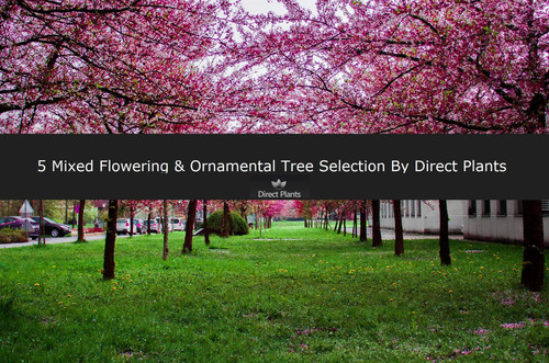 5 Mixed Ornamental & Flowering Trees 4-6ft Tall By Direct Plants