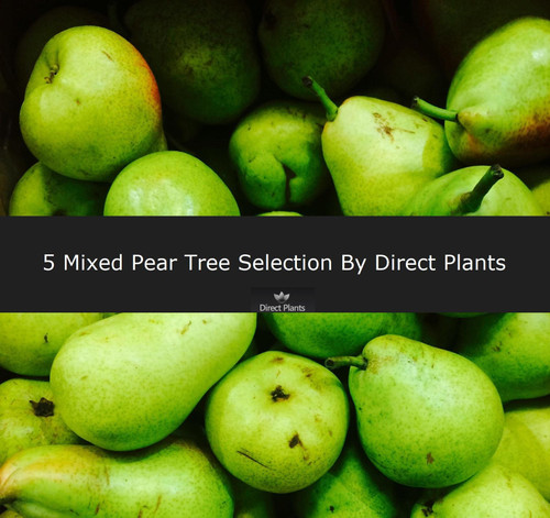 5 Mixed Pear Fruit Trees 100-125cm Tall By Direct Plants