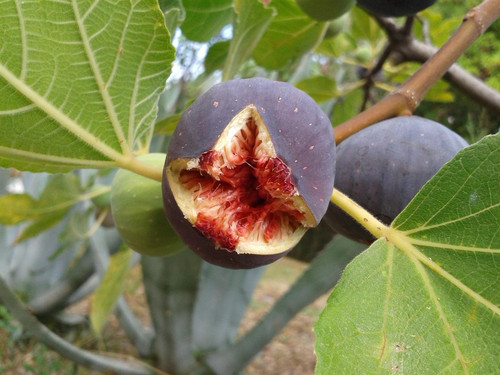 Fig Fruit Tree Rouge de Bordeaux Extra Large 4ft in a 5 Litre Pot By Direct Plants