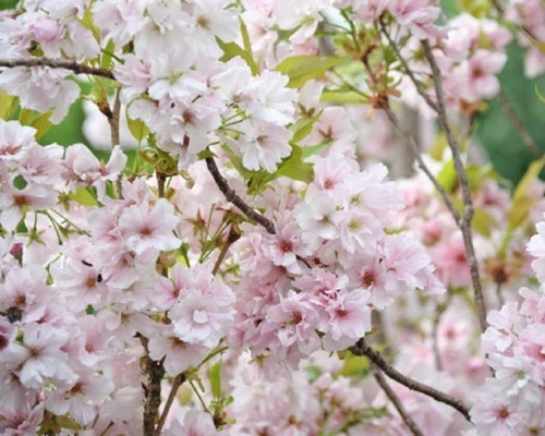 Prunus Amanogawa Flagpole Flowering Cherry Tree 6ft in a 7.5 Litre Pot By Direct Plants