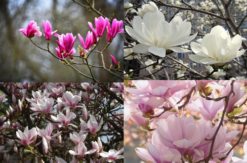 4 Mixed Magnolia Trees in Pots | Susan, Stellata, Soulangeana & George Henry | By Direct Plants
