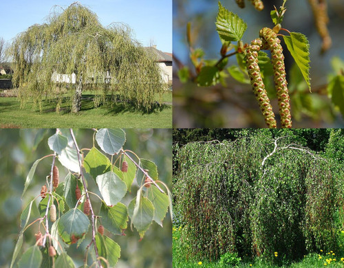 3x 3-4ft Betula Youngii Weeping Silver Birch Trees in Pots By Direct Plants