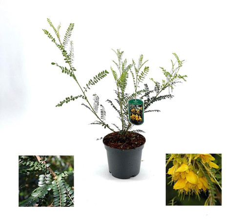 Sophora ‘Sun King' Shrub Tree Large in a 3 Litre Pot By Direct Plants