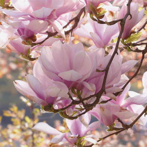 Large Magnolia George Henry Kern Tree 4-5ft in a 7.5 Litre Pot By Direct Plants