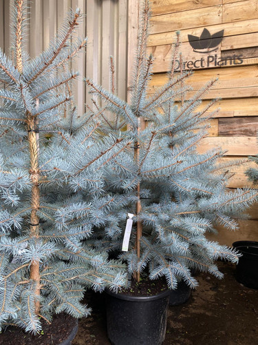 Picea Pungens Edith Blue Colorado Spruce Tree 2.5-3ft Large in a 7.5 Litre Pot By Direct Plants
