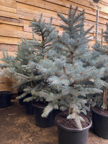 Picea Pungens Fat Albert Blue Colorado Spruce Tree 2.5ft-3ft Tall in a 7.5 Litre Pot By Direct Plants