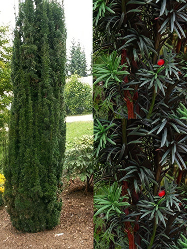 3x Taxus Baccata Fastigiata Robusta Column Yew Trees in a Pots By Direct Plants