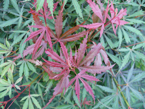 Large Patio Acer Palmatum Jerre Schwartz 3-4ft on Stem Japanese Maple Tree By Direct Plants
